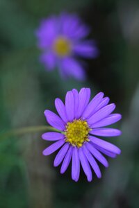 Close Up Photography of Purple Multi Petaled Flower photo