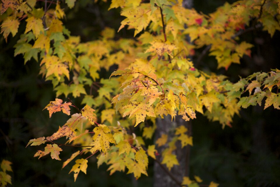 Free stock photo of foliage