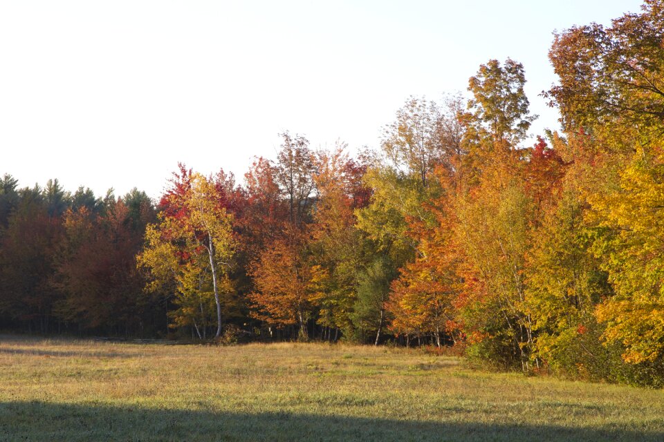 Free stock photo of sunrise, trees