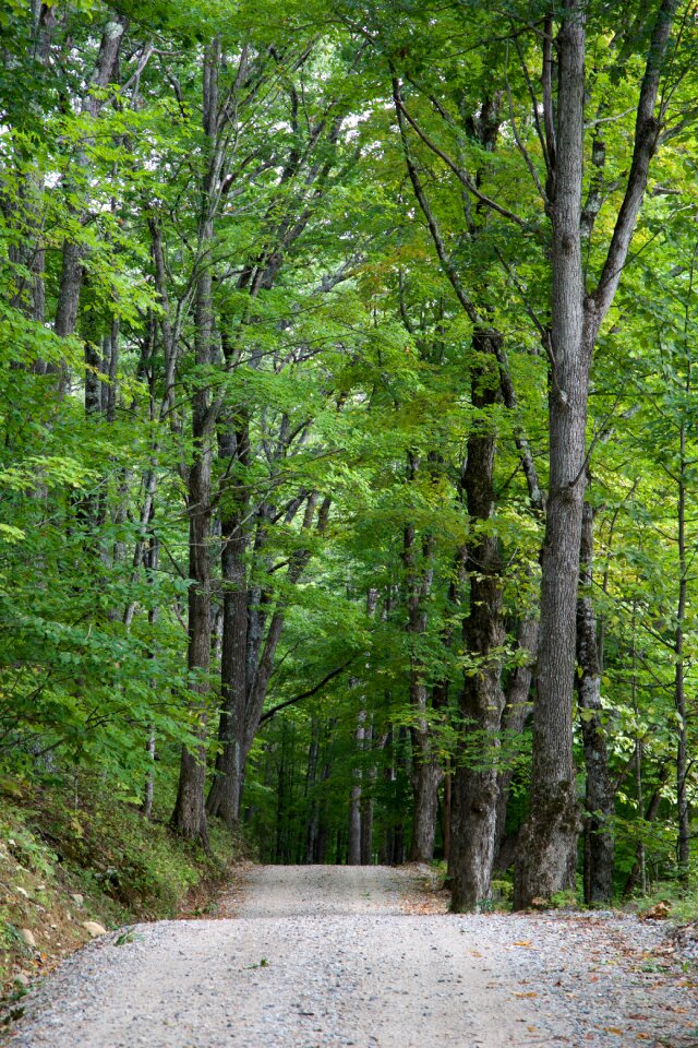 Free stock photo of trees
