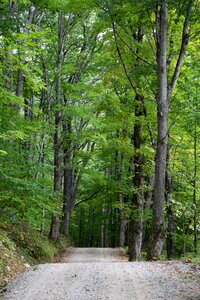 Free stock photo of trees