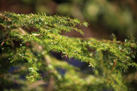 Free stock photo of conifer, fir tree, tree photo