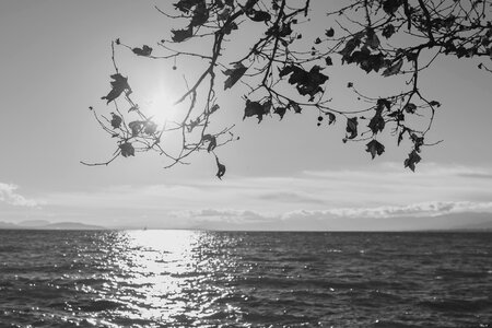 Silhouette of Tree Across Sea during Daytime photo