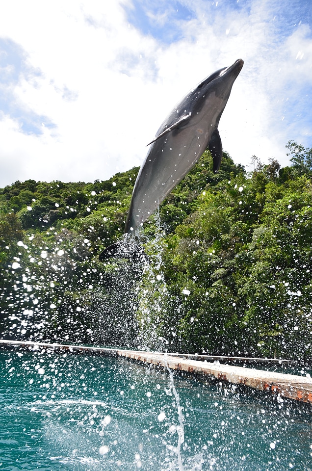 Jump leap jumping