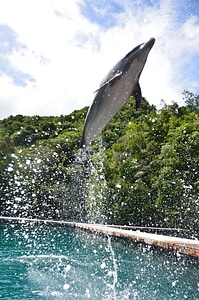 Jump leap jumping