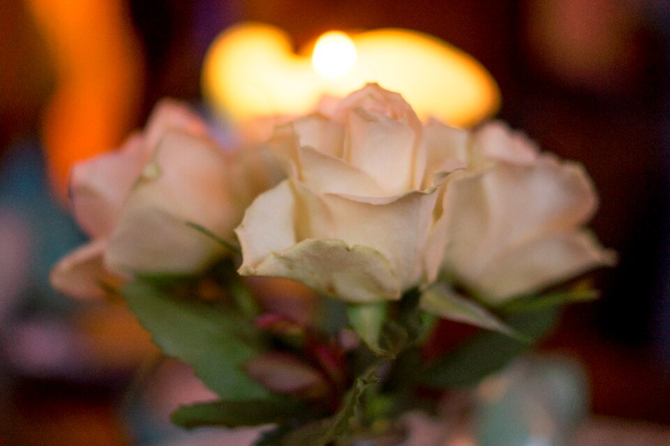 Free stock photo of aperture, flower, flowers