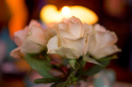 Free stock photo of aperture, flower, flowers