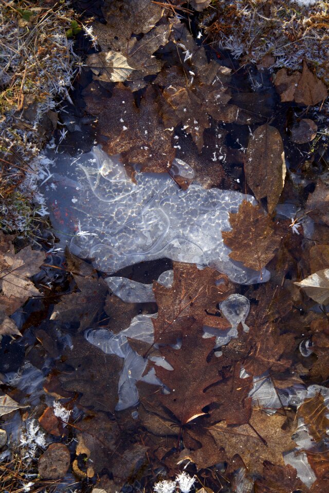 Free stock photo of ice, winter photo