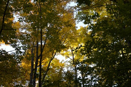 Free stock photo of trees
