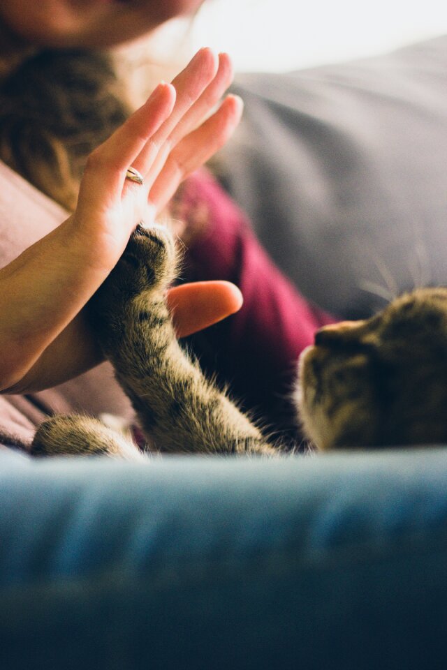 Person Giving High Five to Grey Cat