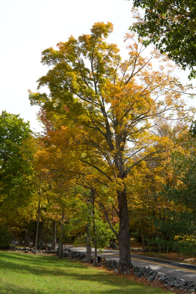 Free stock photo of trees