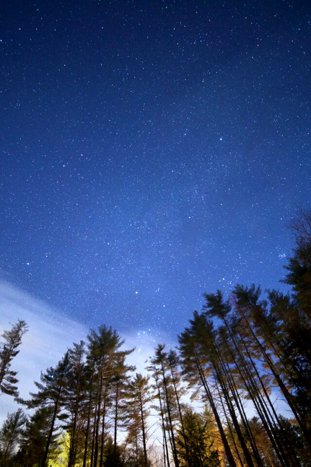 Low Angle Photo of Green Leaf Tall Trees Under Night Time photo