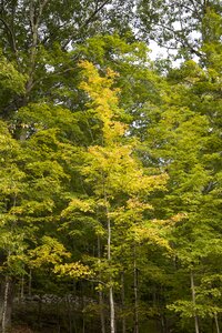 Free stock photo of trees