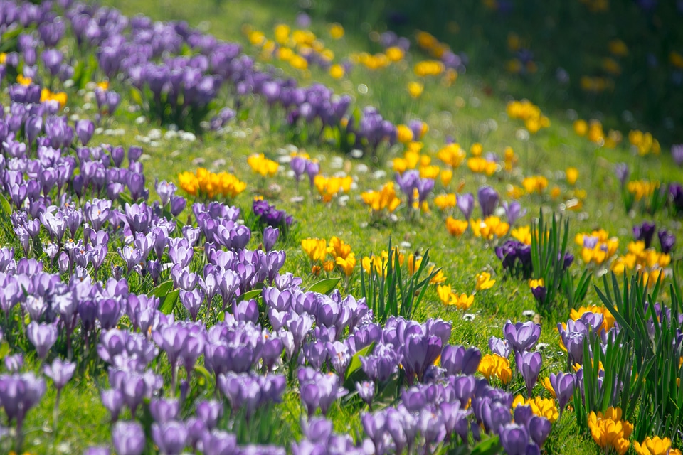 Bloom flowers meadow