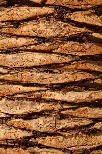 Free stock photo of background, bark, brown photo