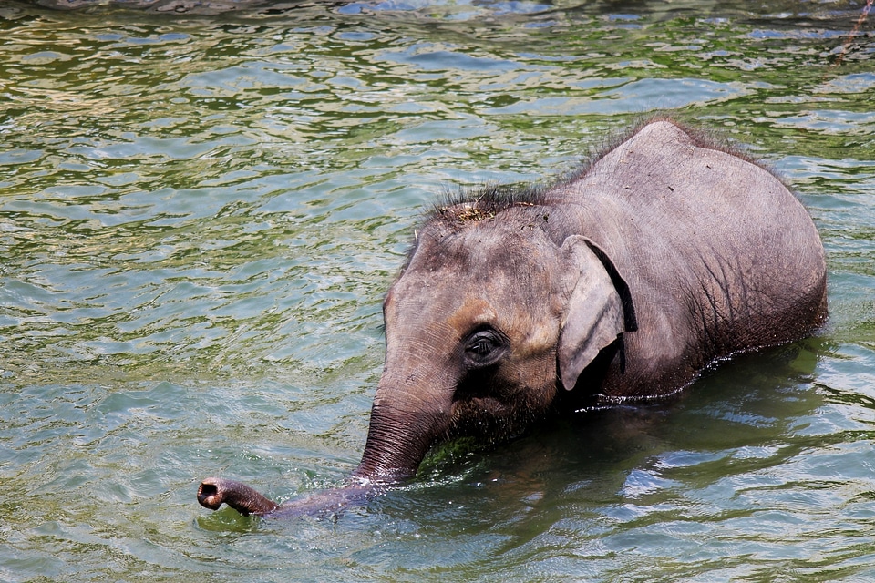 Mammals swimming water