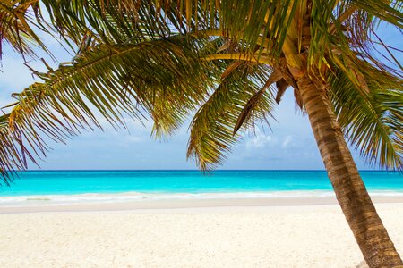 Green Palm Tree on Beach during Daytime photo