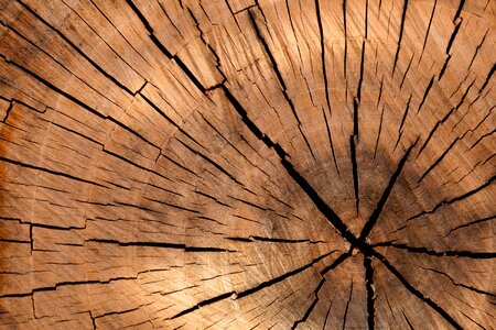 Closeup Photography of Brown Wood Slice photo