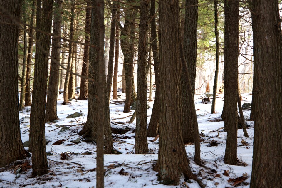 Free stock photo of snow, trees, winter