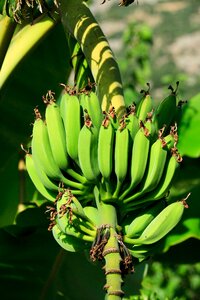 Free stock photo of banana, branch, bunch photo