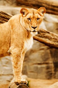 Lioness Beside on Brown Wood photo