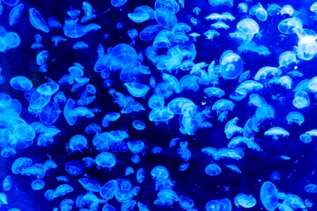 White and Blue Jellyfish photo