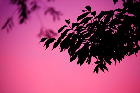 Silhouettes of Leaves during Dawn photo