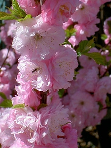 Nature blooming rose photo