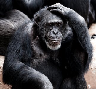 Black Ape photo