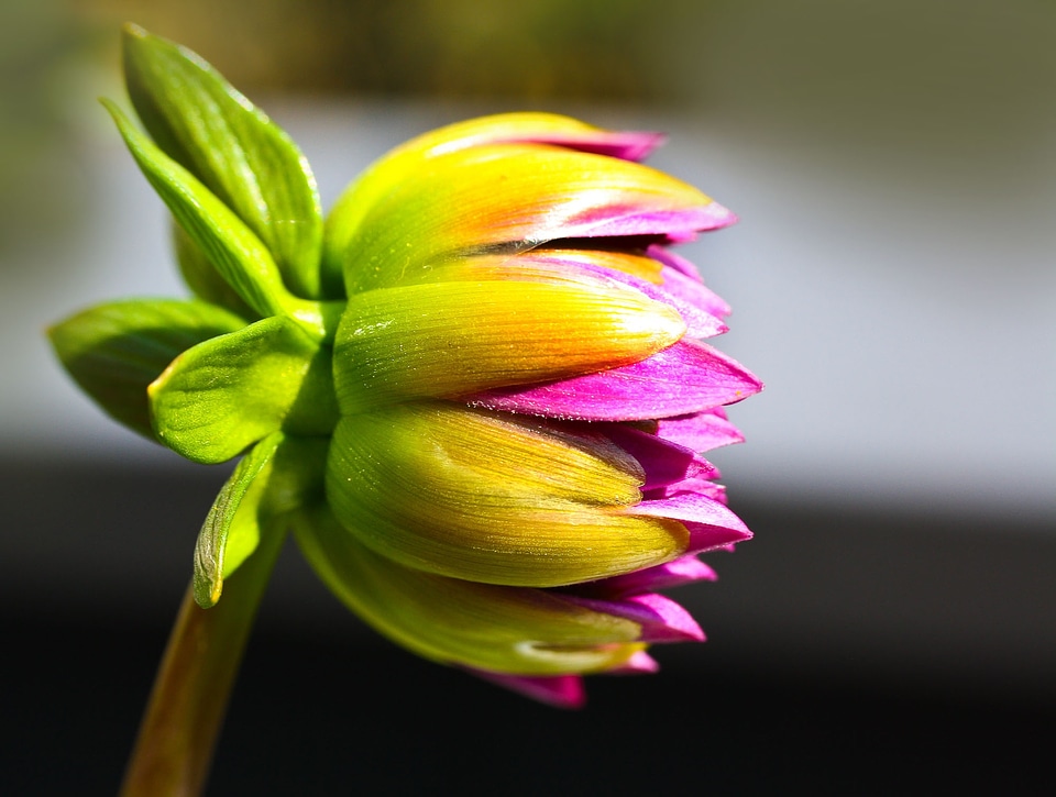 Flower plant nature