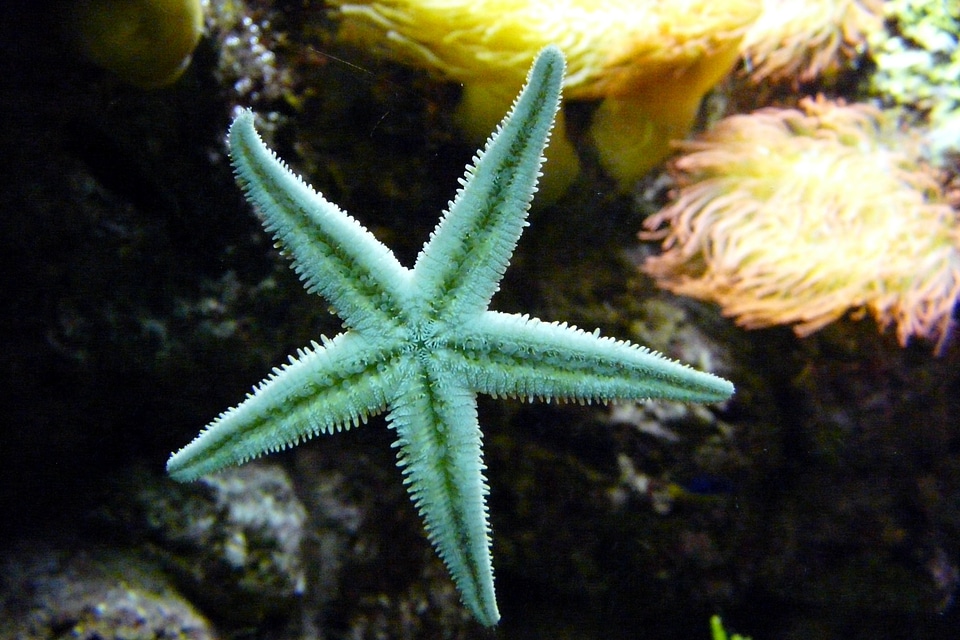 Sea animal aquarium echinoderms