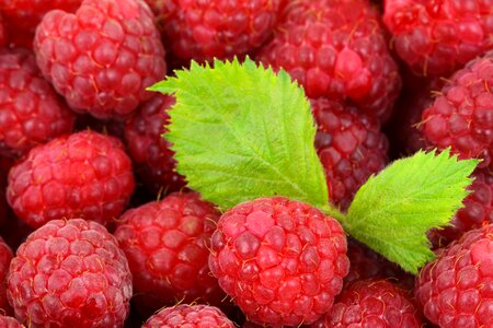 Red Raspberries With Green Leaves photo