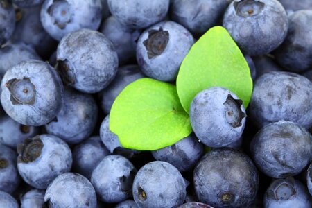 Free stock photo of background, berry, blue