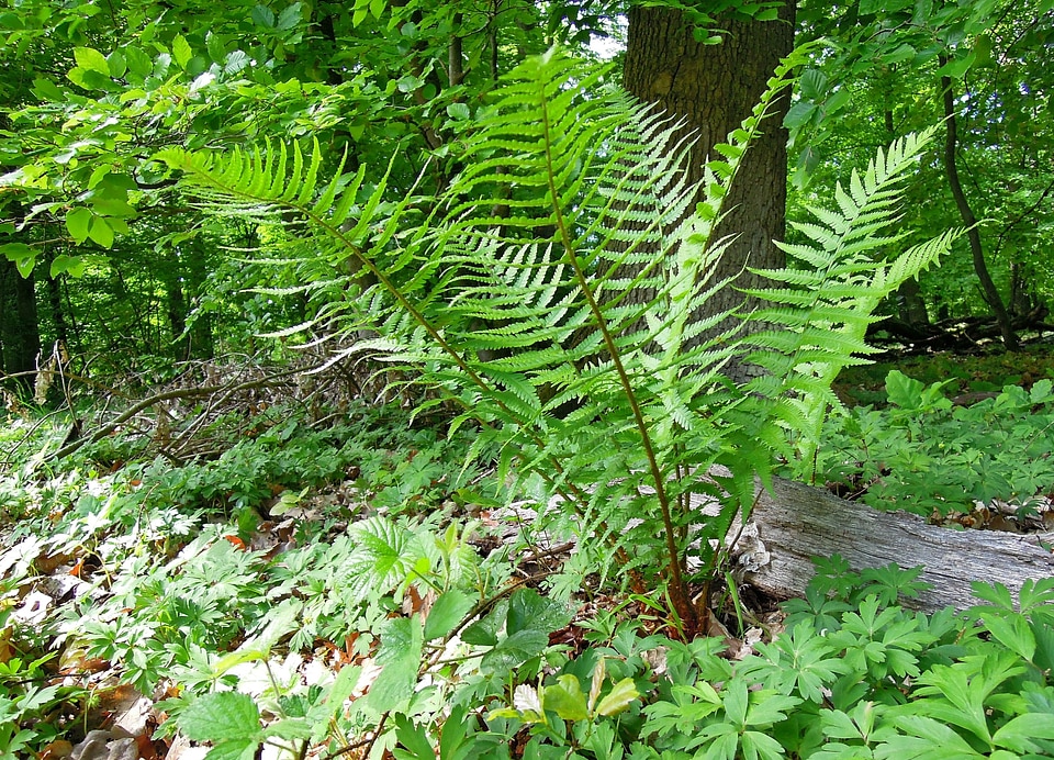 Forest plant plant fern