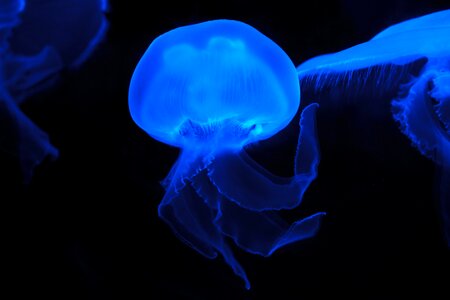 Blue Effect Colored Jellyfish
