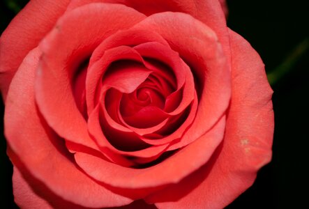 Red Rose photo