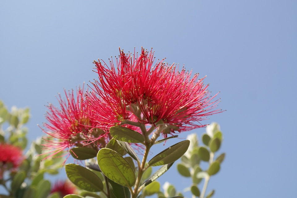 Flowers ironwood tree christmas