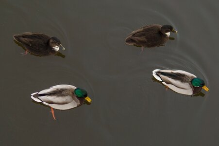 4 Ducks on the Water photo