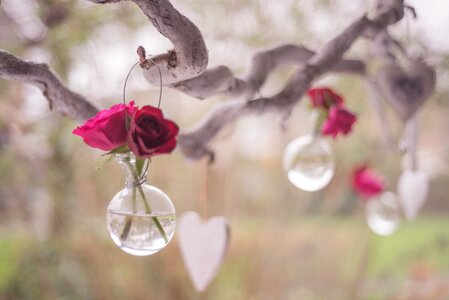 Shallow Focus Photography of Clear Glass Hanging Decor With Two Red Roses photo