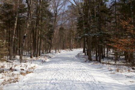 Free stock photo of snow, trees, winter photo