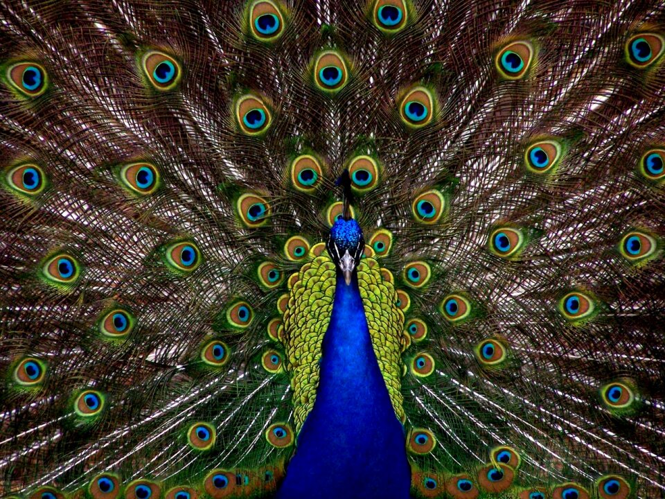 Blue and Green Peacock photo