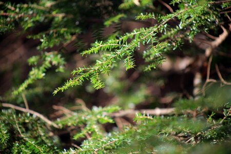 Green Pine Branch photo