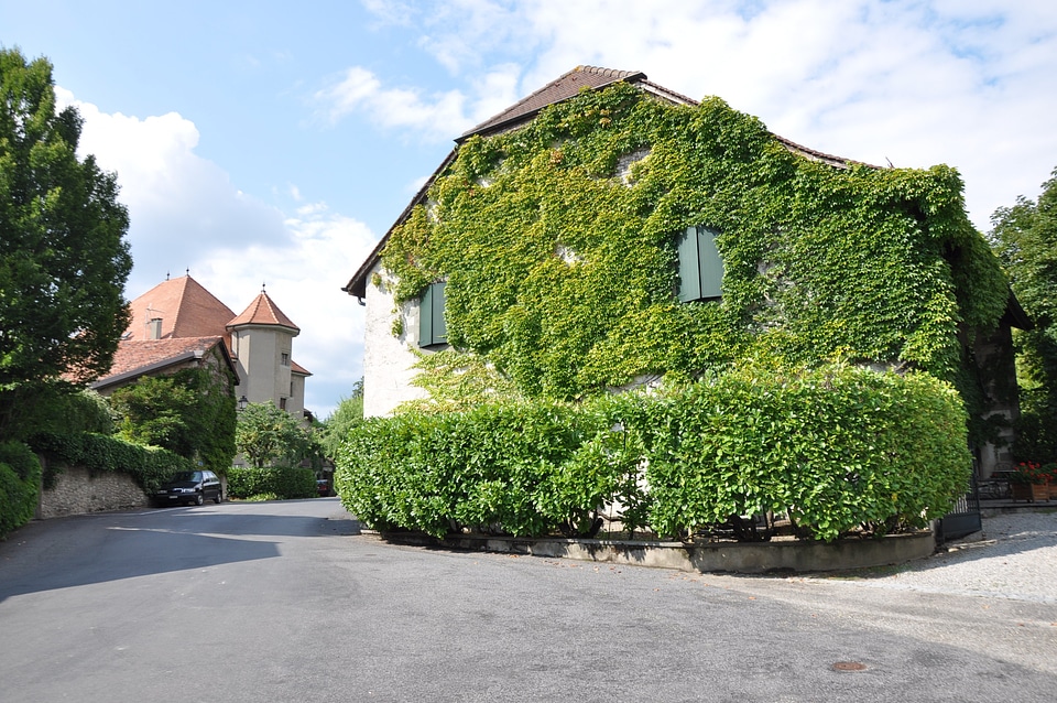 Ivy house climbing plant