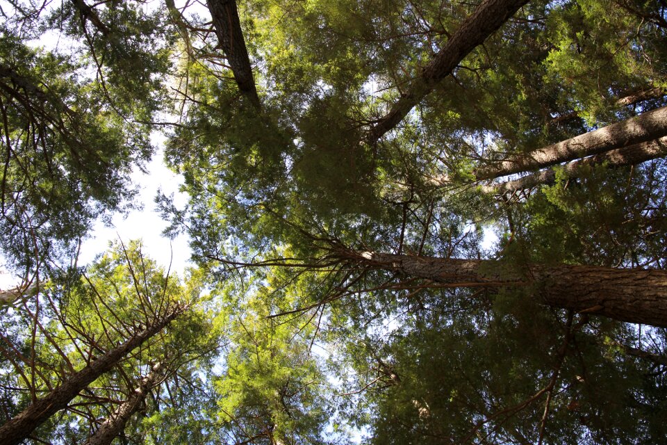 Green Leaved Trees