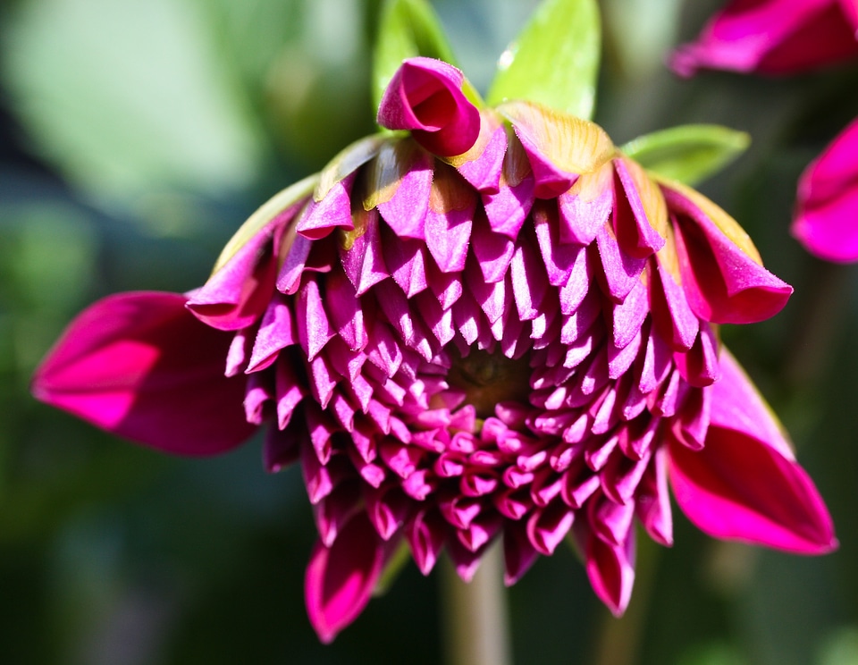 Blossom bloom plant