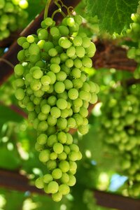 Free stock photo of cluster, food, fresh