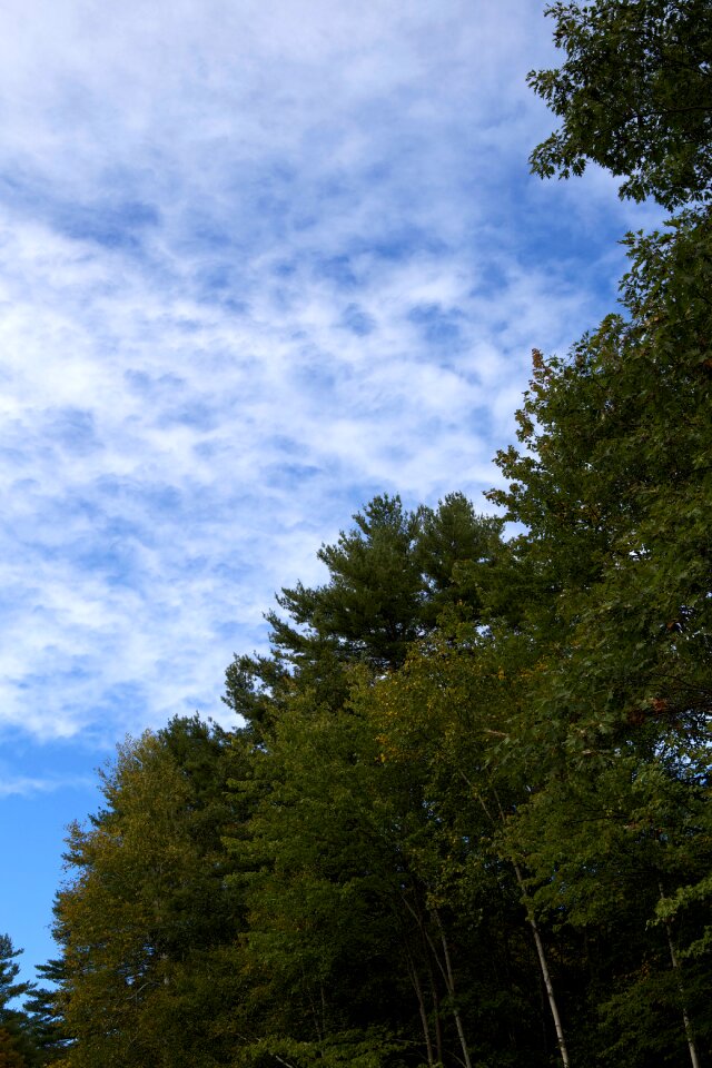 Free stock photo of clouds, trees
