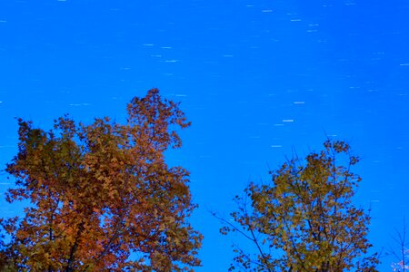 Brown Leaves Tall Tree Under during Night Time photo