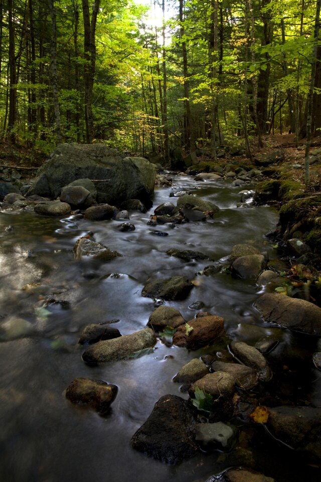 Free stock photo of foliage, rocks, trees photo