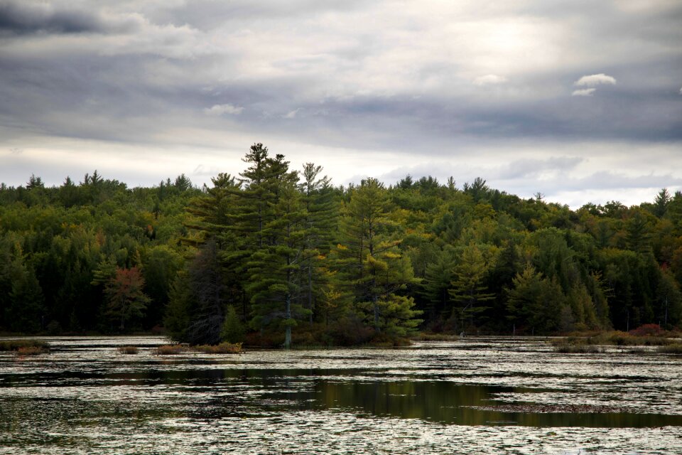 Green Trees Across the Water